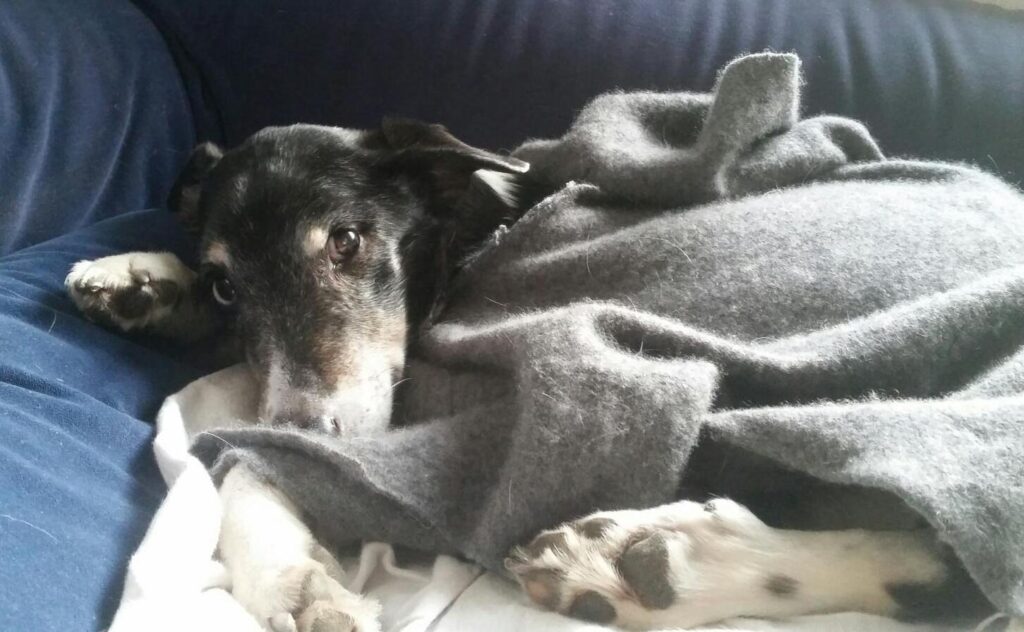 Loki is wearing a cuddly grey jumper and is lying on a blue couch. He looks straight at the camera and is adrably cute.